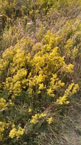 WP 20150726 12 52 54 Pro